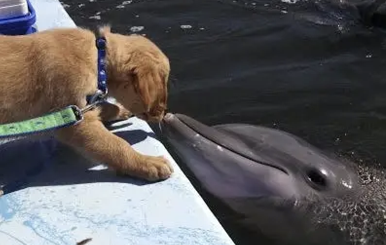 Unlikely Friends: The Heartwarming Tale of Gunner the Dog and Delta the Dolphin